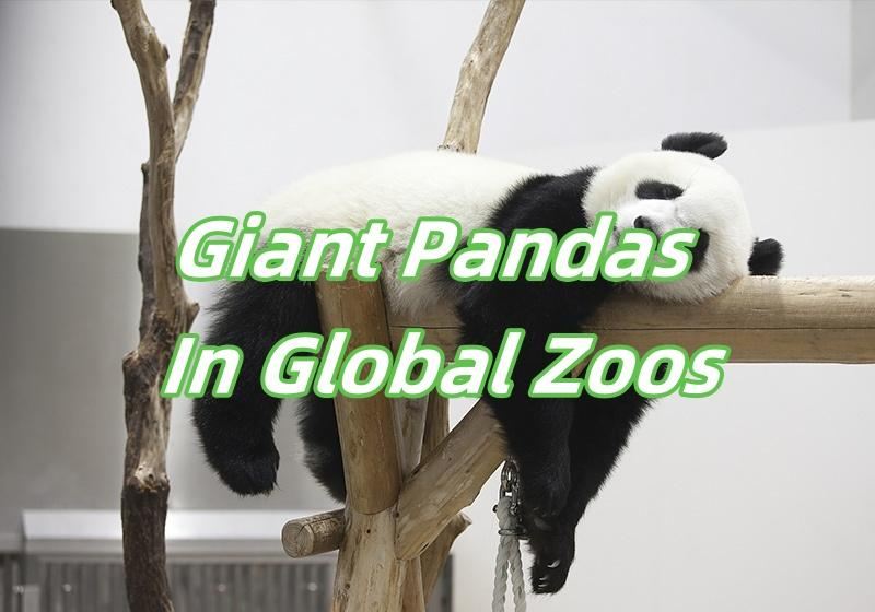 【Panda】2026Giant Pandas In Global Zoos