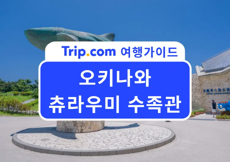 2026 오키나와 여행 필수 코스! '츄라우미 수족관' 완벽 가이드 | 입장료, 돌고래쇼, 맛집, 할인코드까지