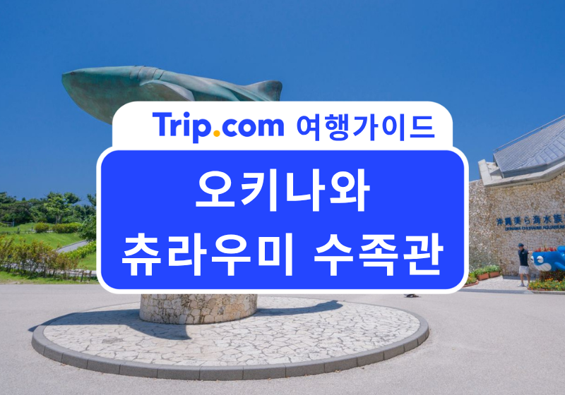 2026 오키나와 여행 필수 코스!  '츄라우미 수족관' 완벽 가이드 | 입장료, 돌고래쇼, 맛집, 할인코드까지