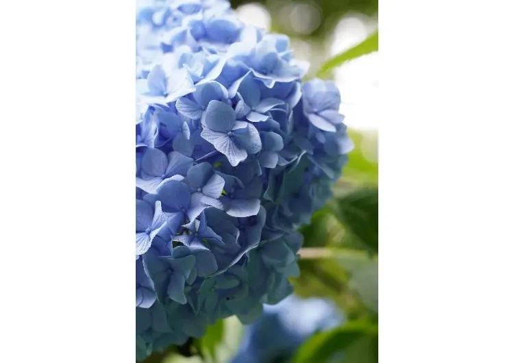 【あじさい寺2025】紫陽花の名所17選！有名寺院から穴場情報まで全紹介