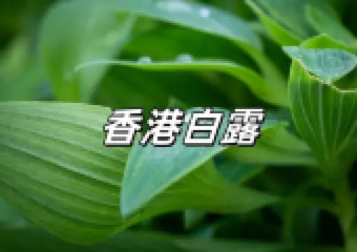 【白露2025】9.7迎二十四節氣白露！白露湯水、白露習俗禁忌、養生飲食、開財運方法、白露意思一文搞懂！