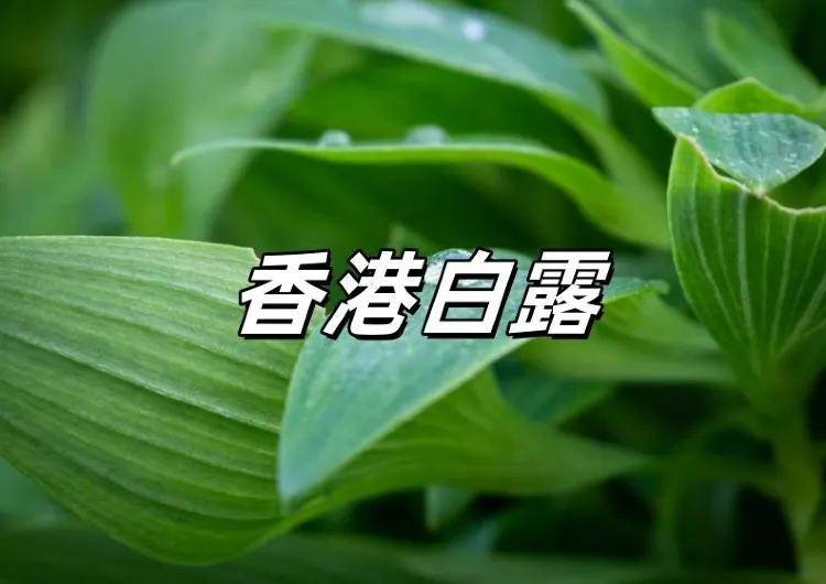 【白露2026】9.7迎二十四節氣白露!白露湯水、白露習俗禁忌、養生飲食、開財運方法、白露意思一文搞懂!