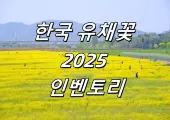 【한국 유채꽃】 2025년 봄한국 유채꽃 7종 인벤토리! “대담한 삶”, ‘힘내라’라는 꽃말은 삶에 대한 응원!