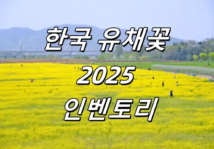 【한국 유채꽃】 2025년 봄한국 유채꽃 7종 인벤토리! “대담한 삶”, ‘힘내라’라는 꽃말은 삶에 대한 응원!