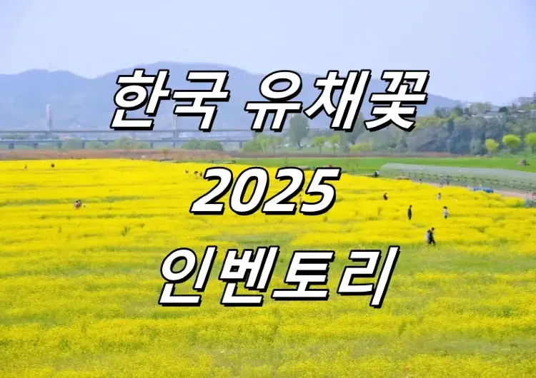 【한국 유채꽃】 2025년 봄한국 유채꽃 7종 인벤토리! “대담한 삶”, ‘힘내라’라는 꽃말은 삶에 대한 응원!