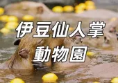 【伊豆仙人掌動物園水豚秀2026】探索日本元祖級水豚露天溫泉秀！水豚露天浴場之祖
