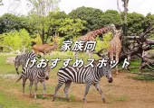 【家族向けおすすめスポット】富士山のふもとで野生動物と触れ合おう！富士サファリパークのアクセス、必見スポット、チケット割引など完全ガイド