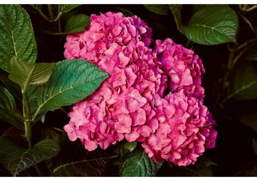 【アジサイ関西】あじさいはいつが見ごろ?関西で楽しむ紫陽花の名所12選!見頃予想・アクセス・見どころを全紹介!