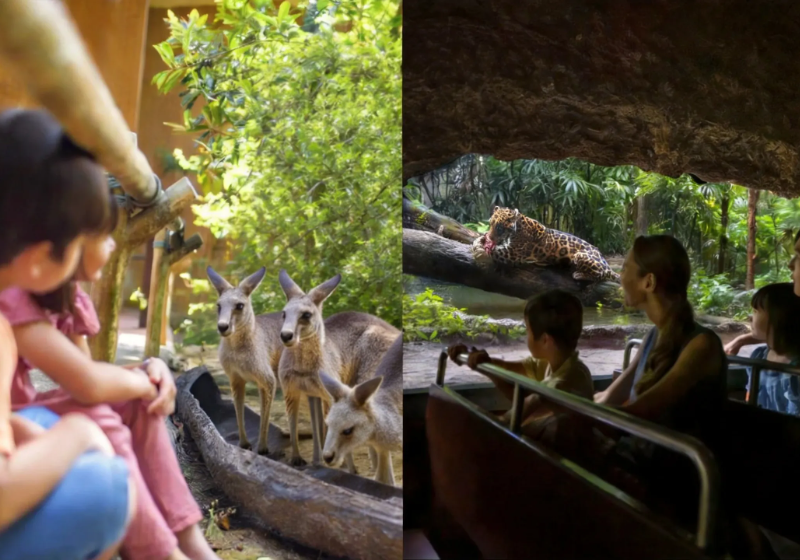 Singapore Zoo Tickets 2026: A Wild Day Out with Free Animal 3D Ice Cream