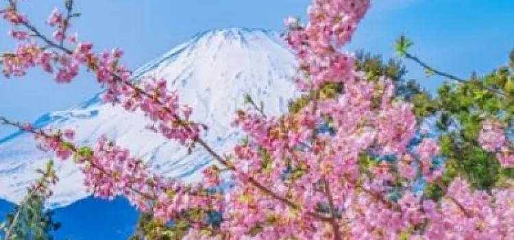 桜 2026年】厳選！今、見るべき富士山と桜の究極の組み合わせスポット6