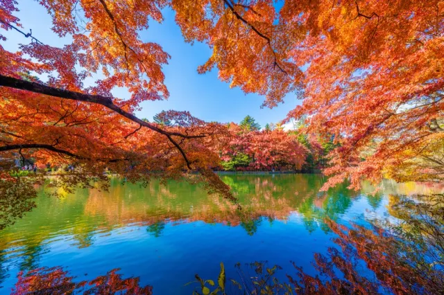 關東楓葉