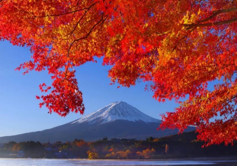 河口湖の紅葉 河口湖もみじ回廊2026｜見頃・紅葉まつり・ライトアップ完全ガイド