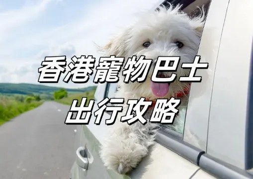 【香港寵物巴士】2026香港出行新選擇，寵物巴士线路盘点