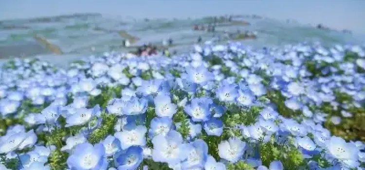 1mj6312000jvlqepaF7E9_C_750_35
