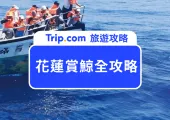 【2026花蓮賞鯨終極指南】遇見鯨魚與海豚狂歡!最佳月份、防暈船準備總整理