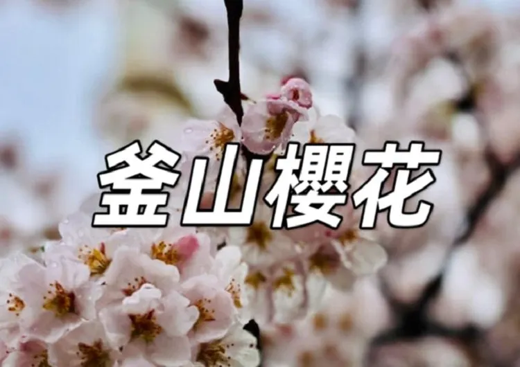 【釜山櫻花2025】釜山賞櫻去哪裡？最佳賞櫻時期、釜山10大賞櫻景點、交通全攻略！