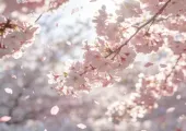 【2026일본 벚꽃】 벚꽃 개화 및 만개 시기와 벚꽃 명소까지 한눈에 정리!
