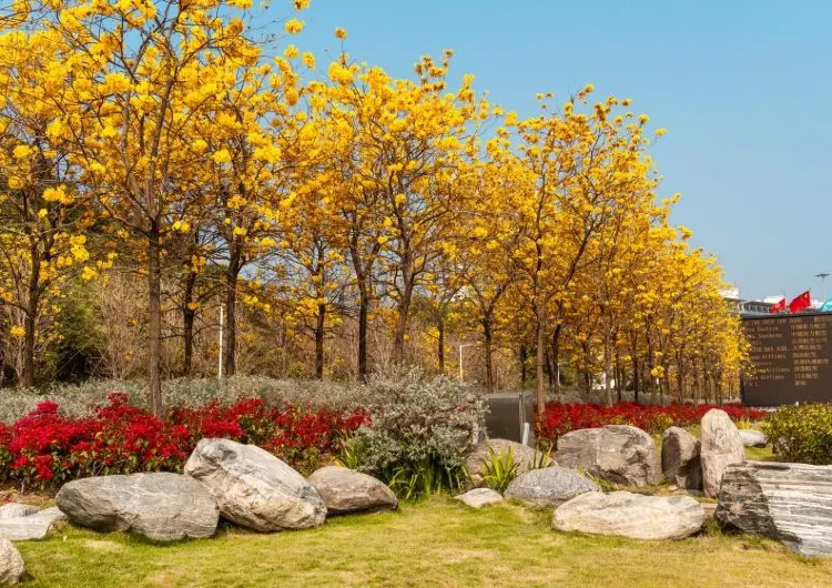 【黃花風鈴木2026】3月黃花風鈴木絢爛盛放,香港賞花好去處一文盤點!