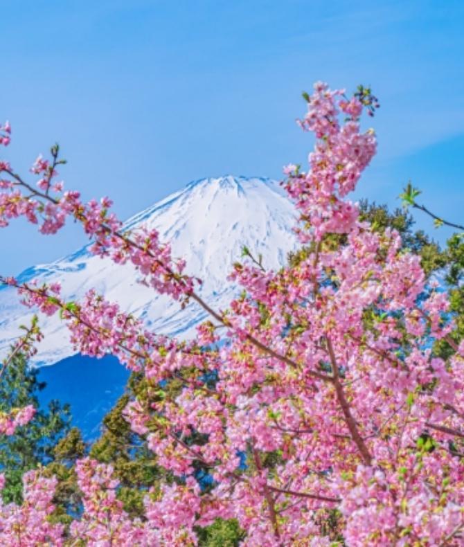 桜 2026年】厳選！今、見るべき富士山と桜の究極の組み合わせスポット6