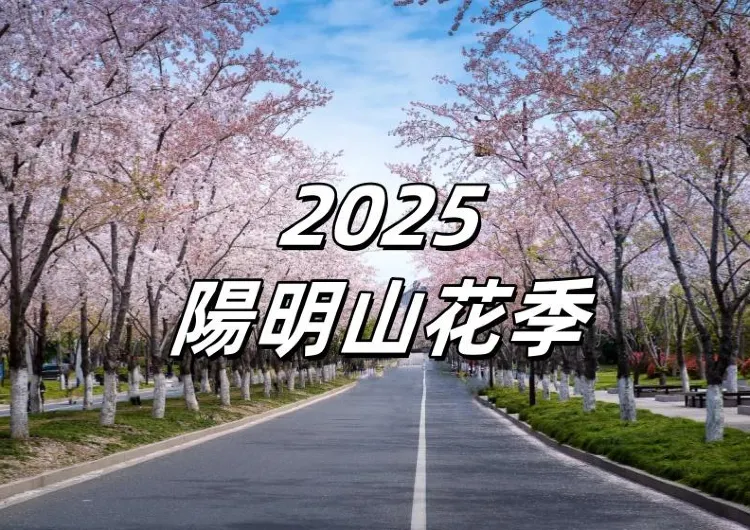 【2025陽明山花季】1月相約陽明山見！陽明山花季全攻略！最新花況、景點、賞花指南