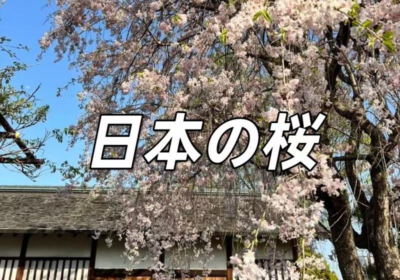 東京国立博物館特別展】五感で体感する日本文化の進化、2025東京