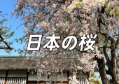 【2025年日本桜開花予想】最新の日本桜開花予想とお花見スポット！