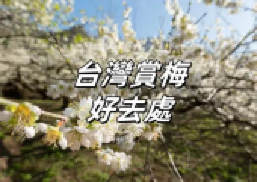 【台灣賞梅好去處2025】全台15處絕美賞梅景點,白色花海、雪白隧道盡收眼底!