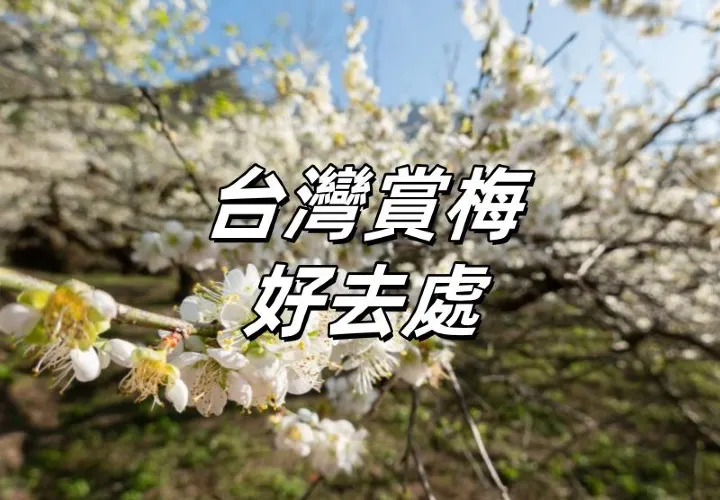 【台灣賞梅好去處2025】全台15處絕美賞梅景點，白色花海、雪白隧道盡收眼底！