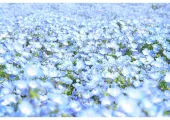 【ネモフィラ2025】ネモフィラ2025の開花時期、アクセス情報を全紹介!全国のおすすめ名所8選