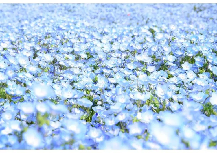 【ネモフィラ2025】ネモフィラ2025の開花時期、アクセス情報を全紹介！全国のおすすめ名所8選