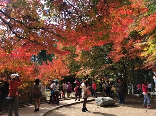 梨山・福壽山農場(和平區)
