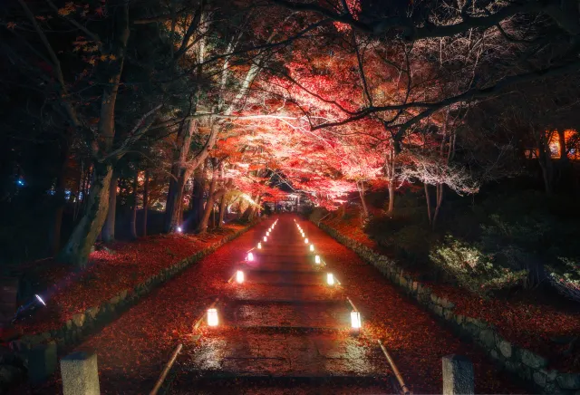 京都楓葉