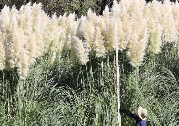【シロガネヨシ2025】見頃の時期はいつ?10月シロガネヨシ名所や穴場スポット7選!パンパスグラス特徴・花言葉・おすすめホテル完全ガイド!