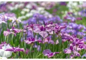 【菖蒲2025】初夏の風物詩!日本全国の花菖蒲名所30選と花まつりガイド