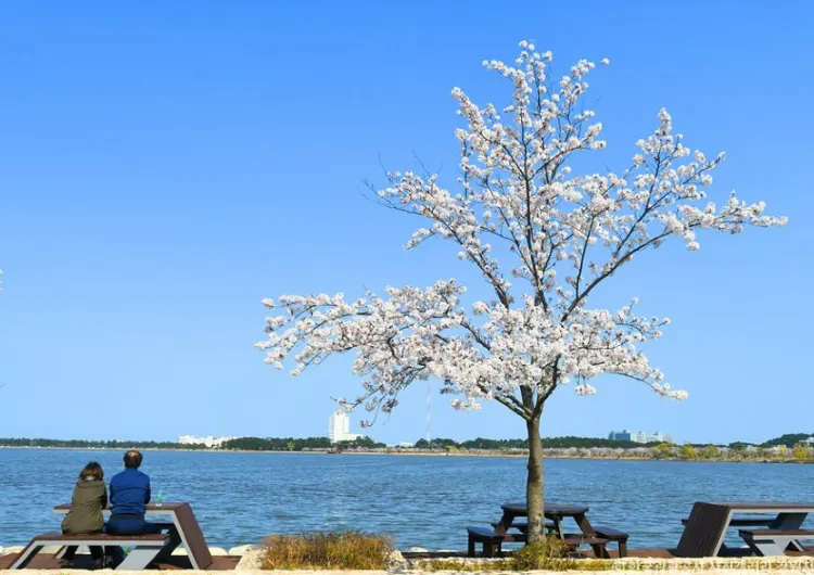 【2026 강릉 경포 벚꽃축제】이번 봄 강릉 벚꽃에 관한 모든 정보 한눈에 정리!