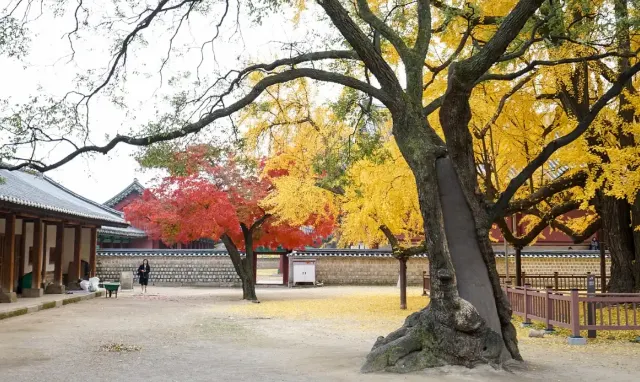 가을 여행지 성균관대 명륜당