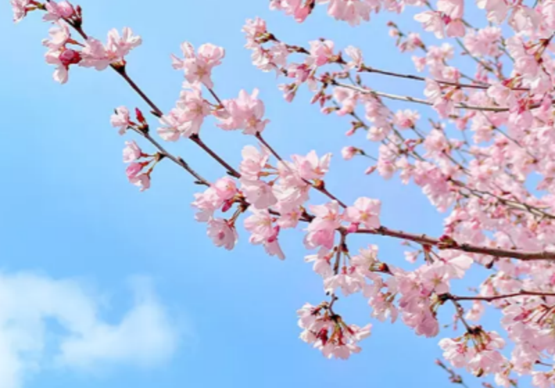 【司馬庫斯櫻花季】交通、花期、最佳观赏时间、好去處總覽