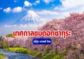 เทศกาลชมดอกซากุระ 2569: ญี่ปุ่น เกาหลี ไทย