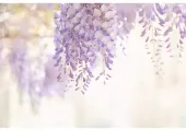 【藤の花2025】絶景スポット8選!フジ花の名所と開花予想を徹底ガイド