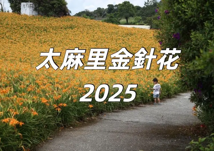【太麻里金針花2025】台東太麻里金針花季景點全攻略！花期&景點&交通&飯店懶人包！