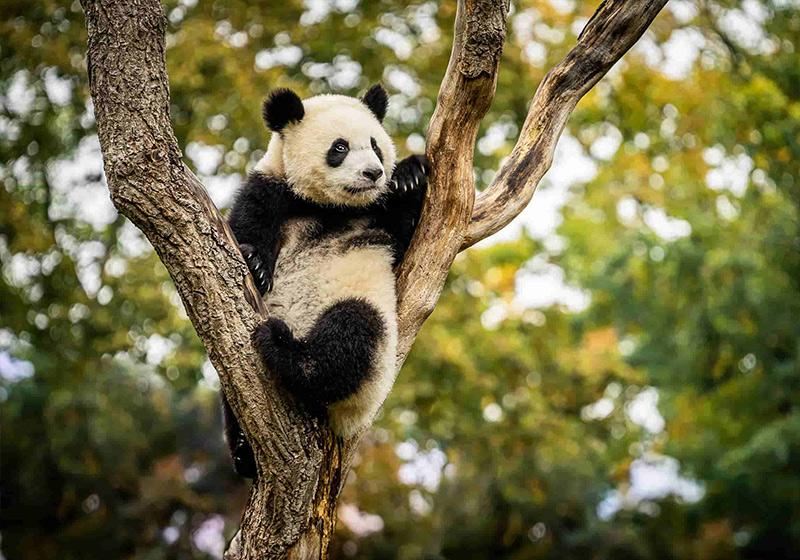 Global Giant Panda Tour: Exploring Panda Habitats Outside China