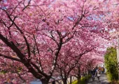 【2026年最新】全国のお花見スポット・桜の名所30選!開花予想日も紹介
