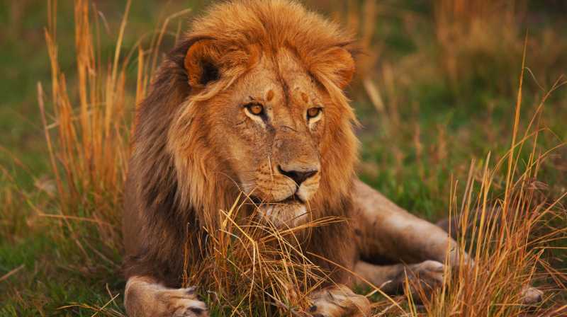 León adulto descansando entre hierba seca en la sabana africana, con mirada atenta y melena dorada