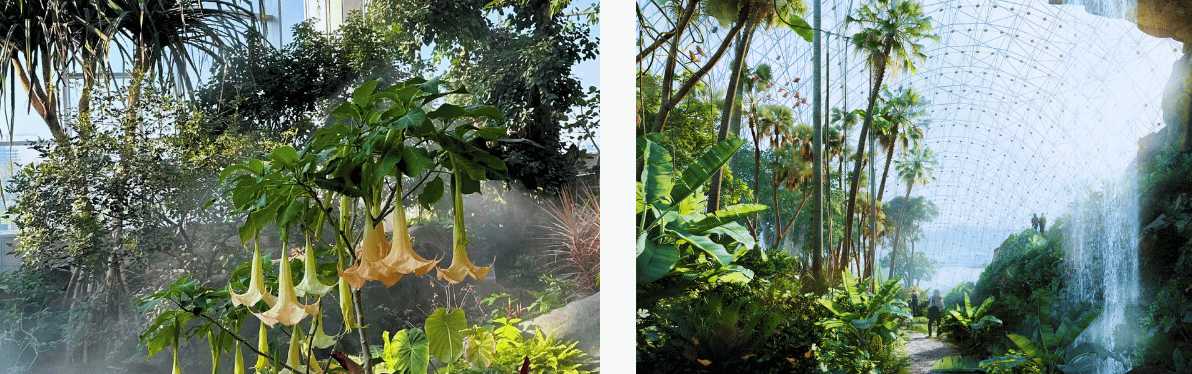 Sentier tropical bordé de palmiers et de plantes exotiques au cœur du Shanghai Greenhouse Garden.