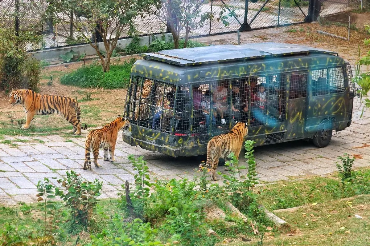 深圳景點 #3 深圳野生動物園
