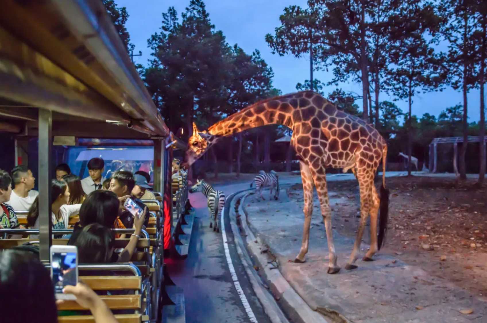 清邁夜間動物園
