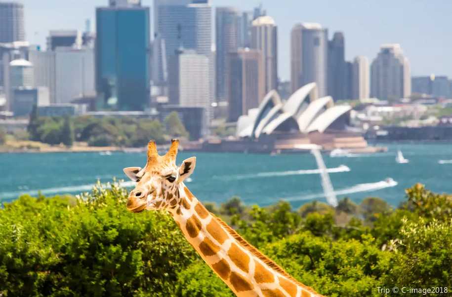 Top Things to Do in Sydney