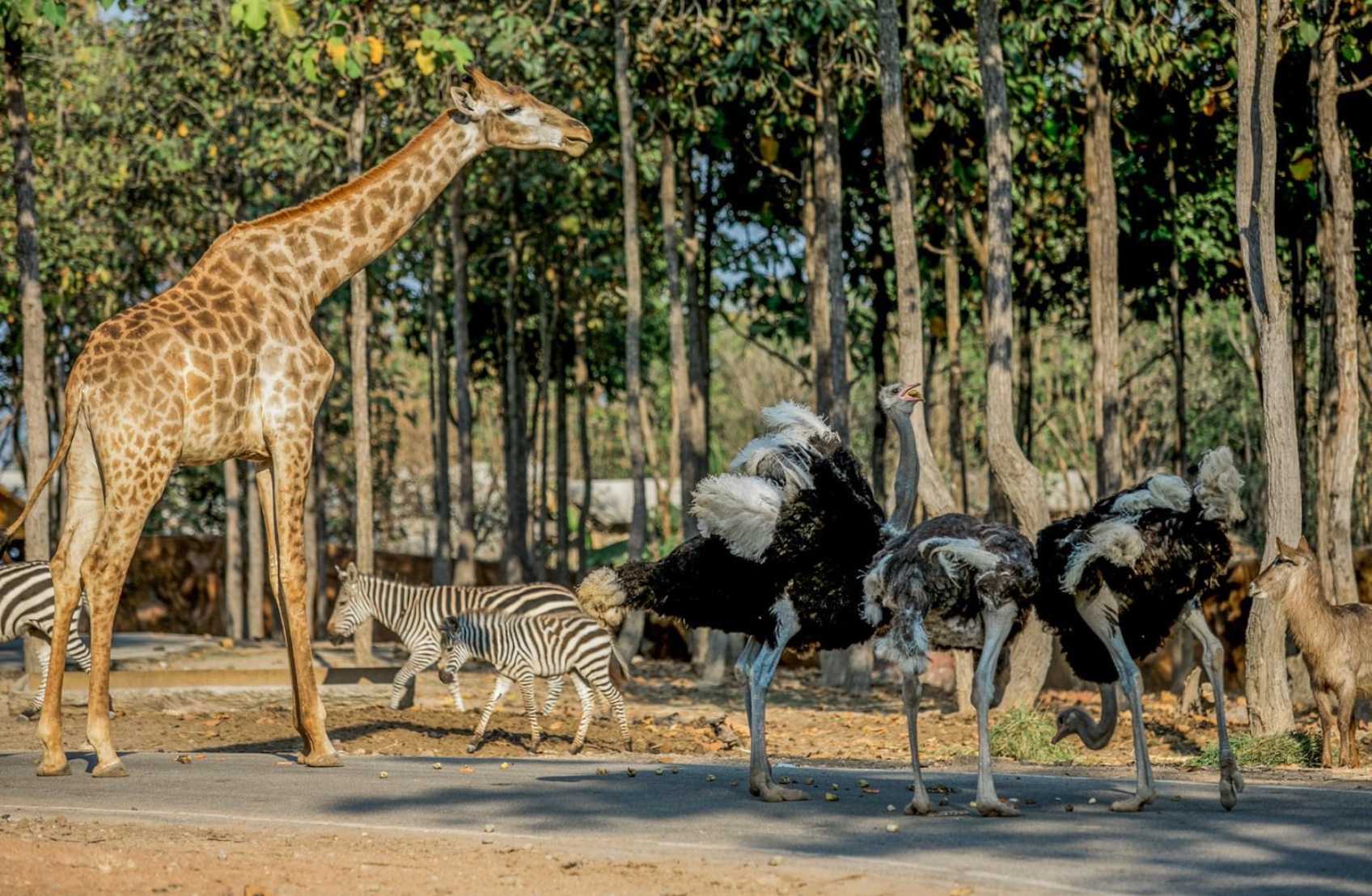 清邁夜間動物園特色環湖步道