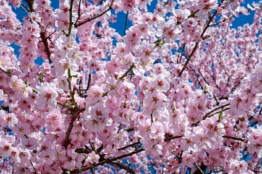 춘천 벚꽃 개화시기