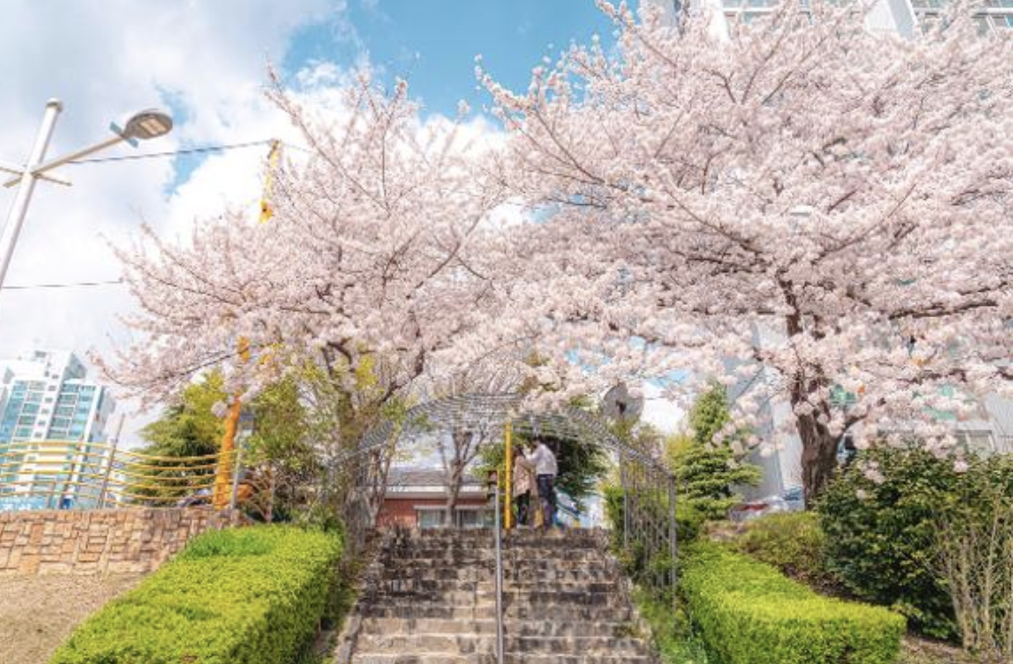 釜山櫻花景點